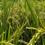 Rice Suppliers and Manufacturers