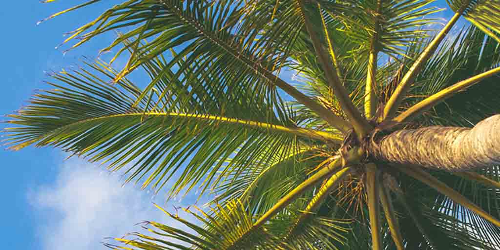 Coconut Suppliers of Flour, Oil, Water, Cream and More - Fieldcraft