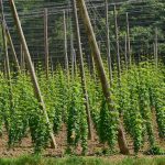 hops suppliers